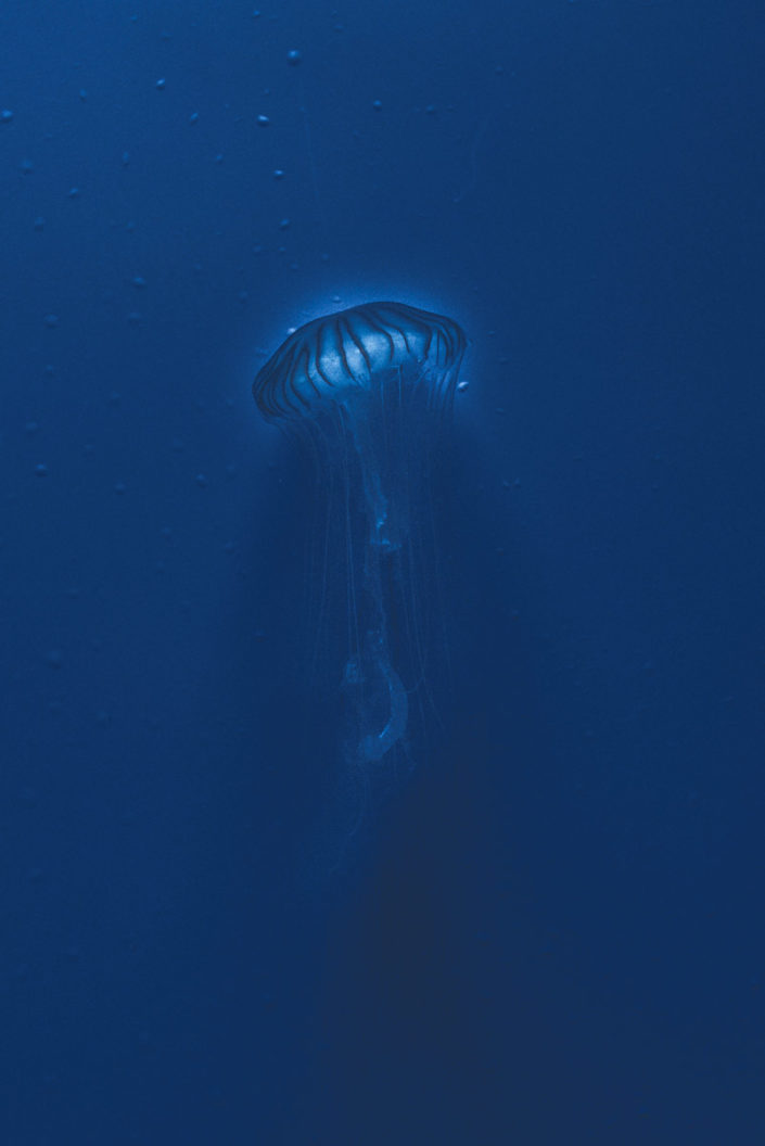 Nature photography of a jellyfish taken at the Genova Aquarium, fotografia di una medusa ripresa all'acquario di Genova