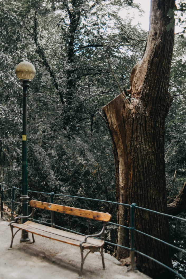 Street photography of tree, a street lamp and a bench immersed in a park in the city of Merano, fotografia di una panchina un albero e un lampione in un sentiero della città di Merano