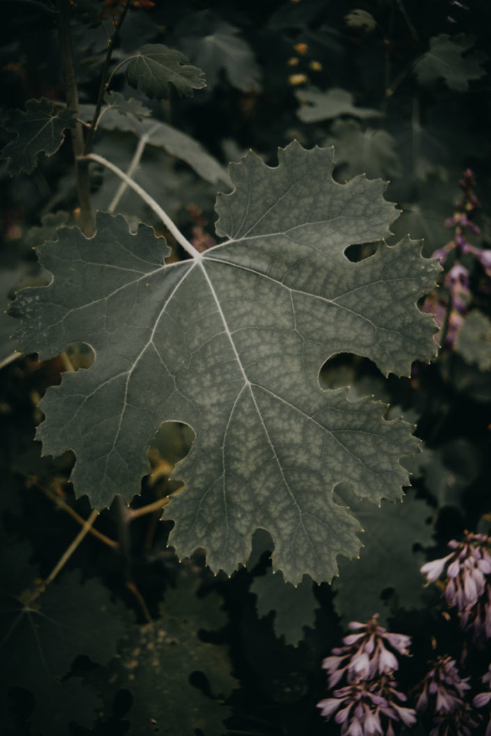 Still life and nature photography of a close up of a big green leaf, fotografia di dettagli e naturalistica del dettaglio di una foglia
