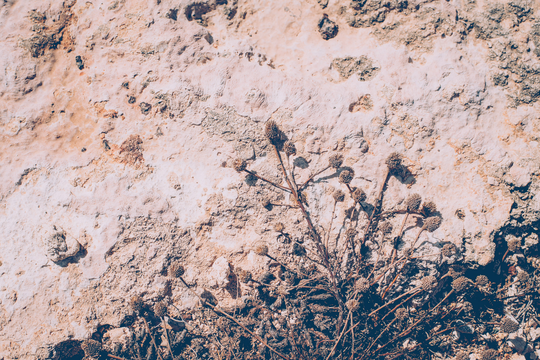 detail of the rounded plants and greenery that grows on the rocks of the island of lampedusa