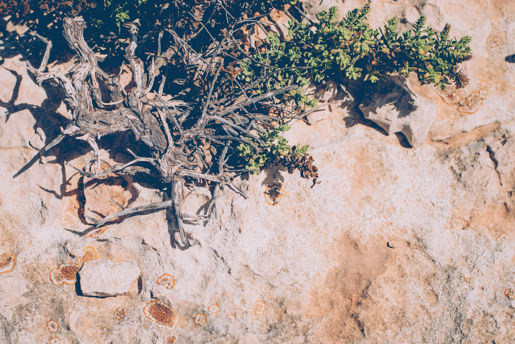 detail of some green plants growing on the rocks of lampedusa