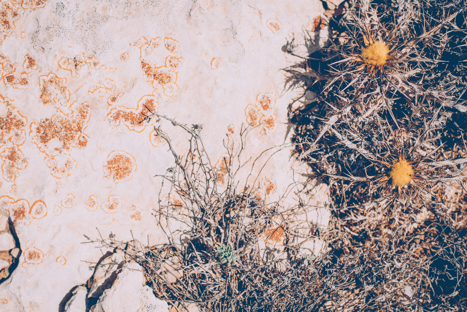 details of orange coloured rocks of lampedusa and some spiky yellow and green plants