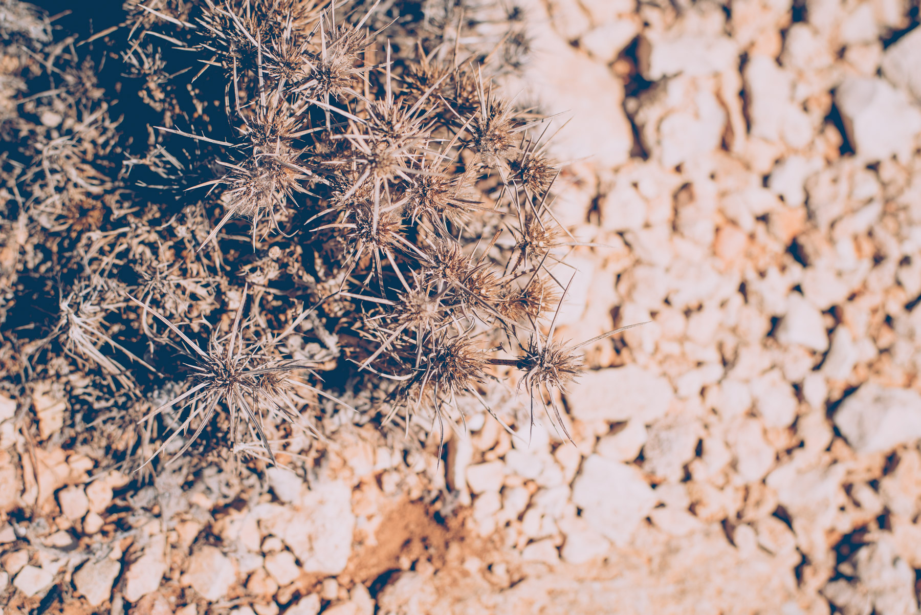 detail of spiky plants growing on the island of lampedusa