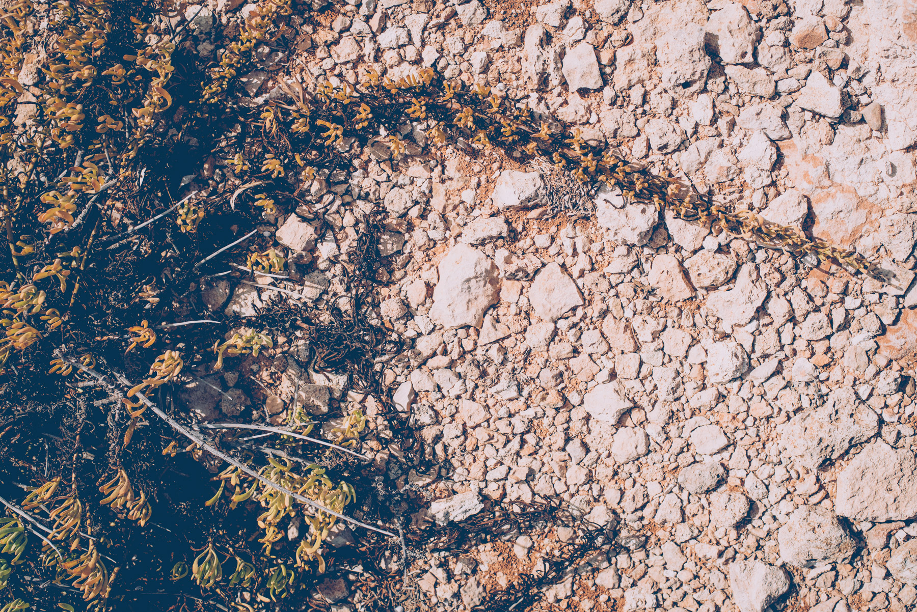 details of the plants growing on the island of Lampedusa