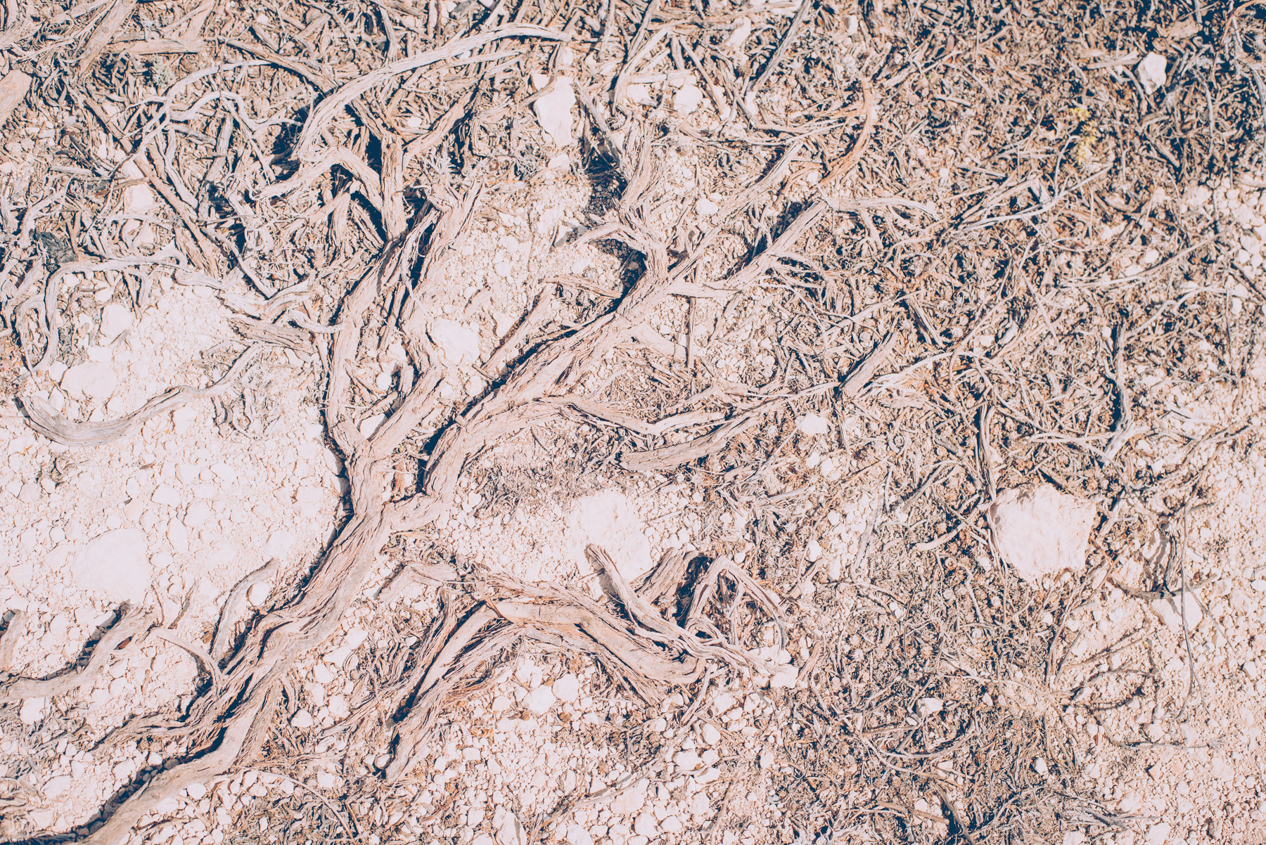 detail of dried roots on the earth on the island of lampedusa
