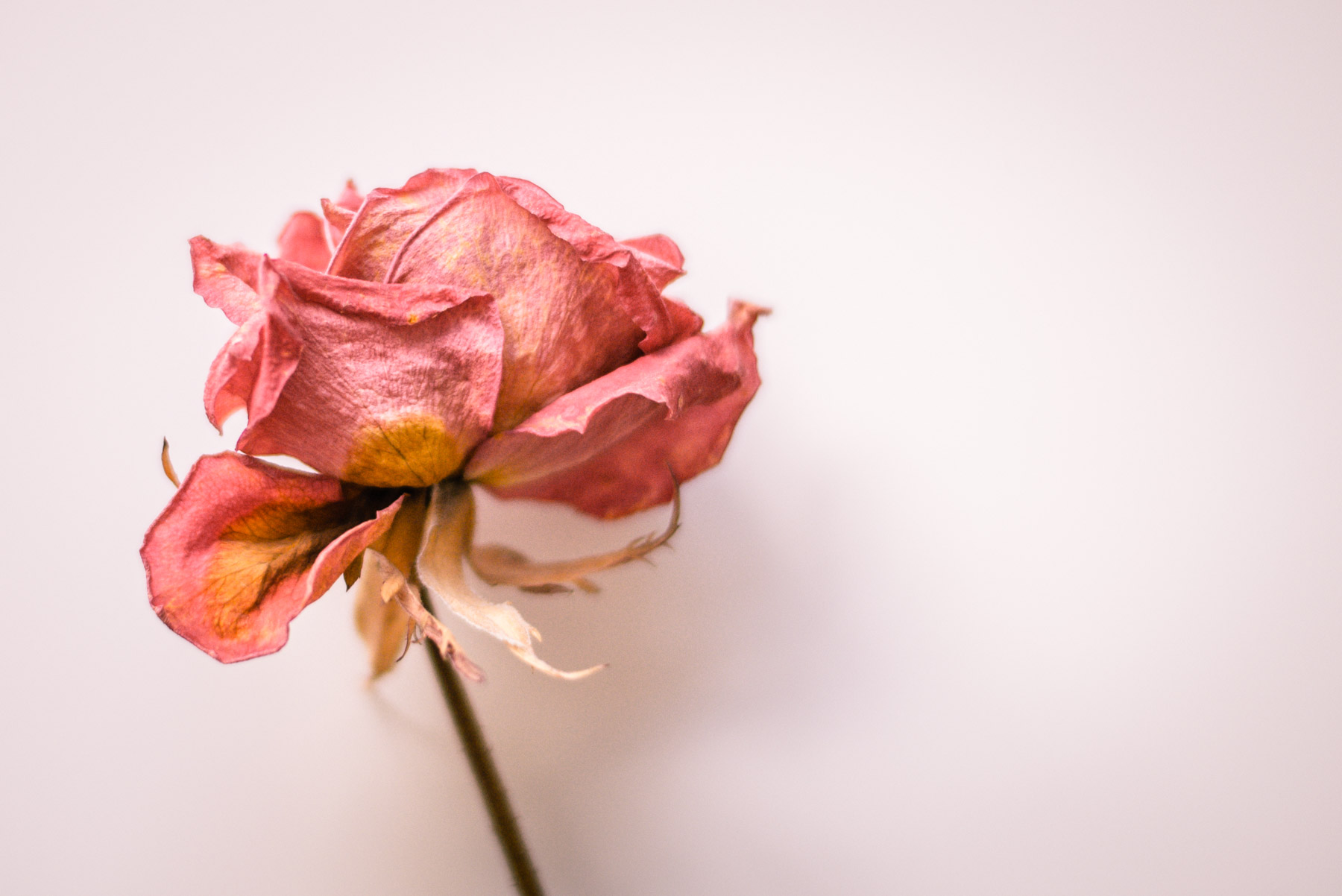 detail and close up of a dried flower, a pink rose