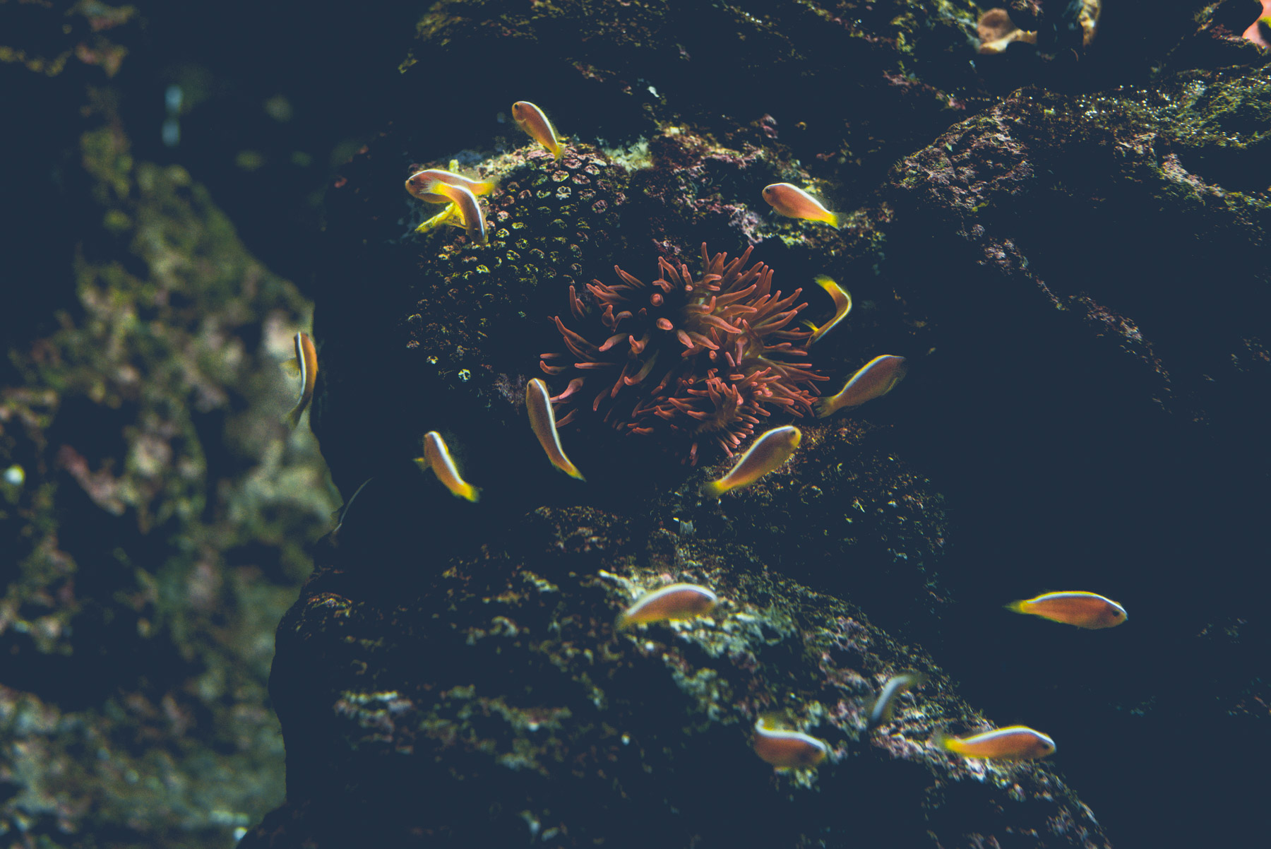 Yellow and orange small fishes swimming in the water of the Genoa aquarium