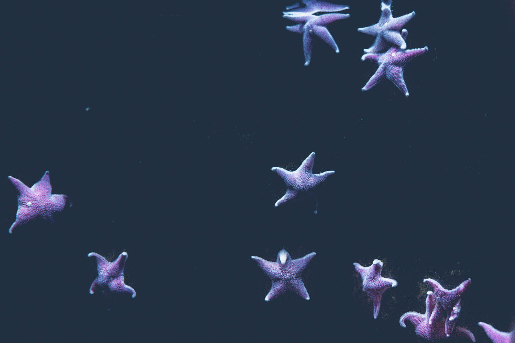 Starfishes of the Genoa aquarium