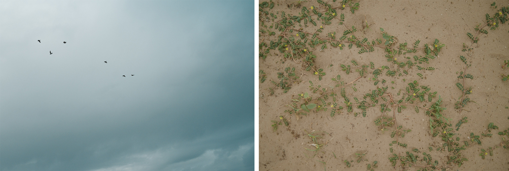 Dettagli di piante sulla sabbia e cielo grigio con uccelli che volano lontano - details of some greenery and small plants in the sand paired with grey sky and some birds flying high