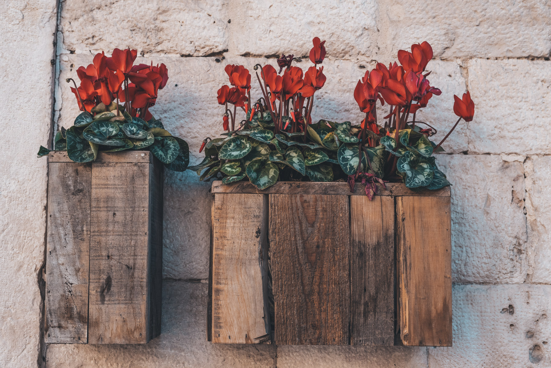 Red flowers in a woody vases on a wall in Barletta, Apulia, fiori rossi in vasi di legno su un muro a barletta, Puglia