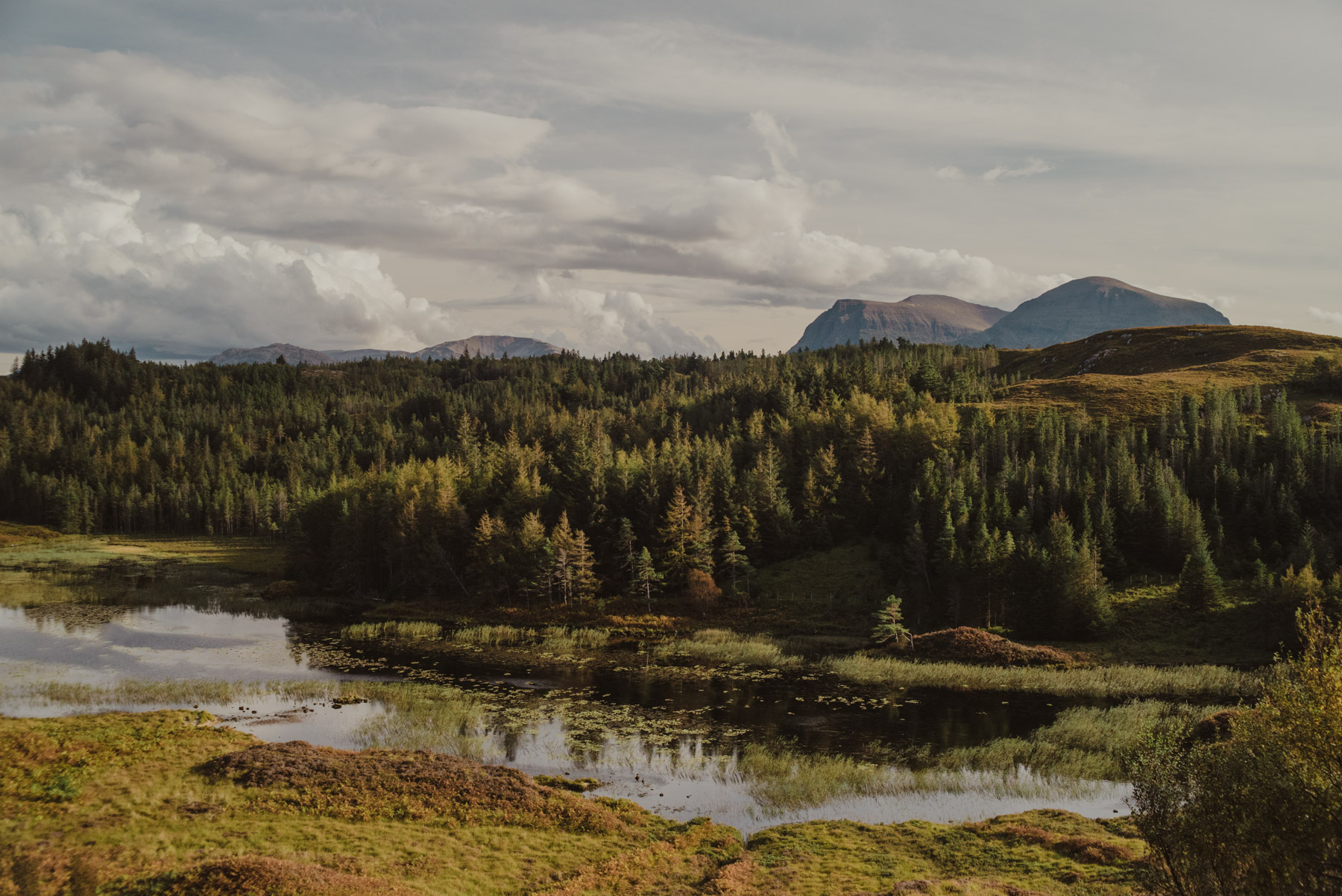 Scottish Highland