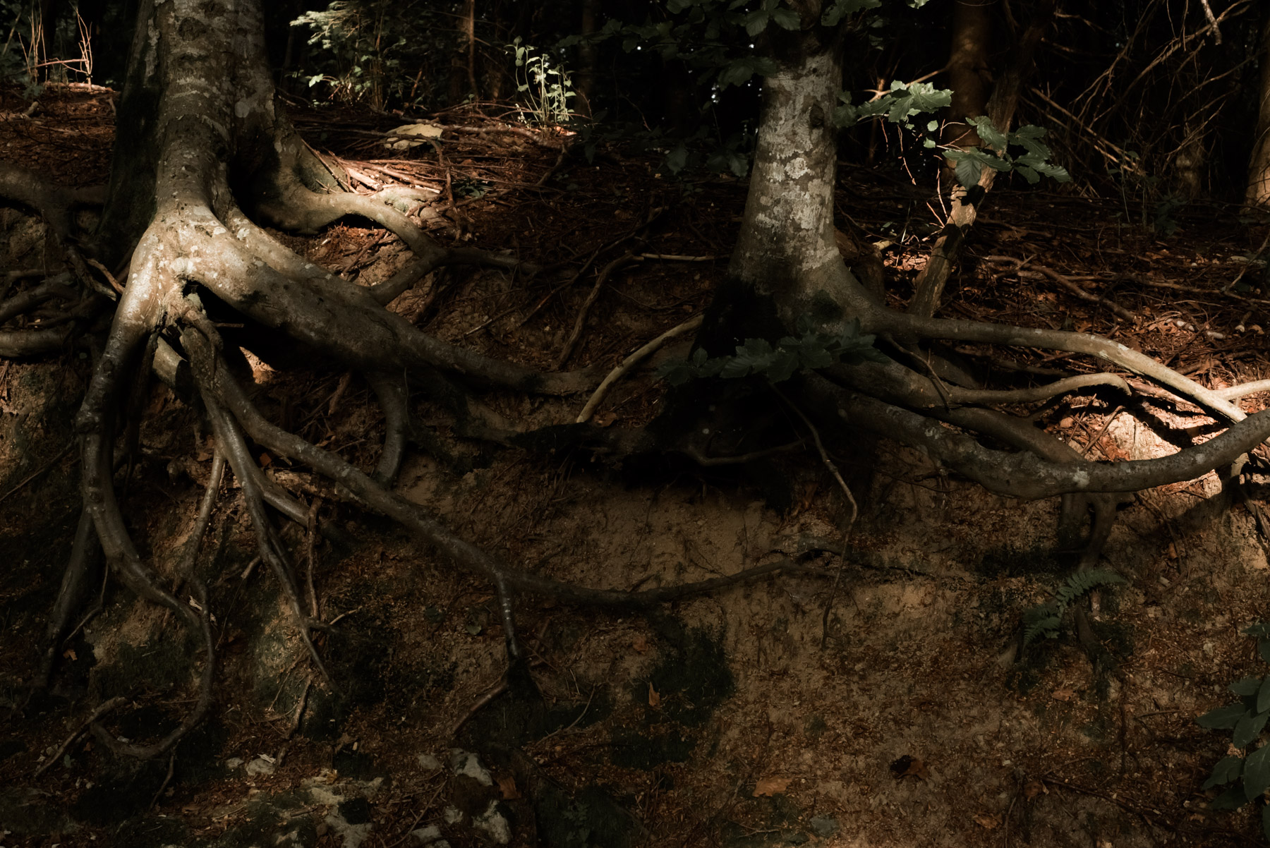 Detail of tree roots in a forest, dettaglio di radici in una foresta