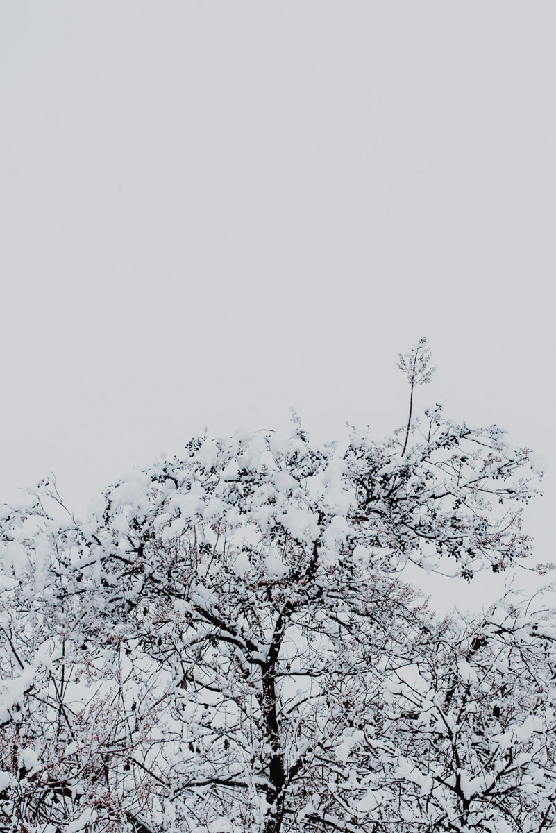 Snow in Milan on December 2020, detail of the upper part of a tree covered in snow, neve a milano a dicembre 2020, dettaglio della parte superiore di un ramo di un albero coperto di neve