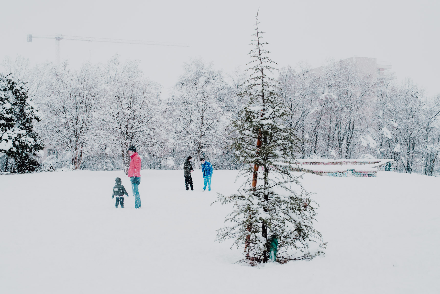 Snow in Milan on December 2020, a small tree is covered in snow while people on the background chat, neve a Milano a dicembre 2020 al parco Formentano c'è un piccolo albero coperto di neve e in lontananza delle persone e dei bambini che parlano